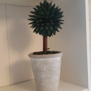 Decor Willow Wood Plant